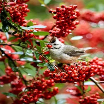 火刺木也吸引珍稀鳥類冠羽畫眉來啄食。民眾提供