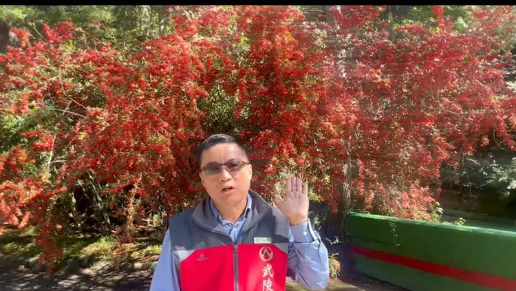 武陵農場副廠長胡發韜說大門旁的火刺木約有28年了。民眾提供