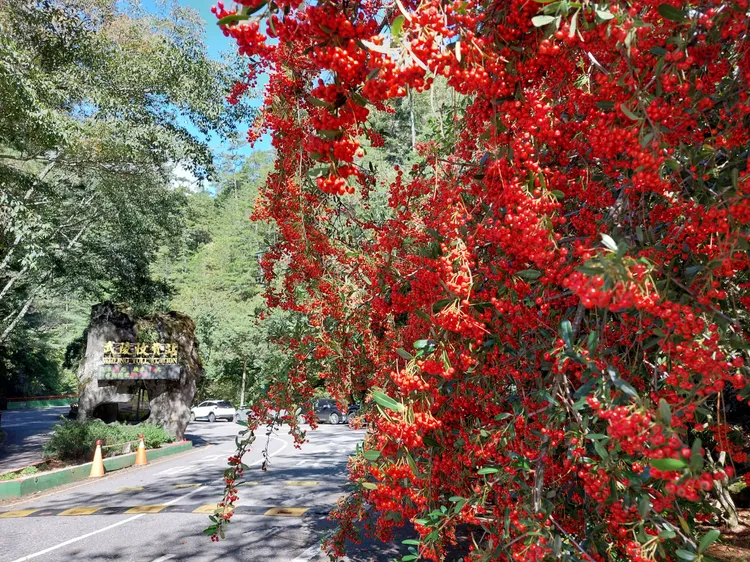 武陵農場大門右側出現一大片火紅的果實，吸引遊客觀賞打卡熱點。民眾提供