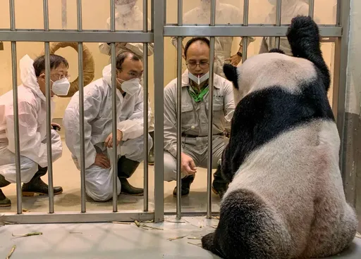 再見團團|中國專家來台探親不到1個月 團團仍不敵病魔去了天堂