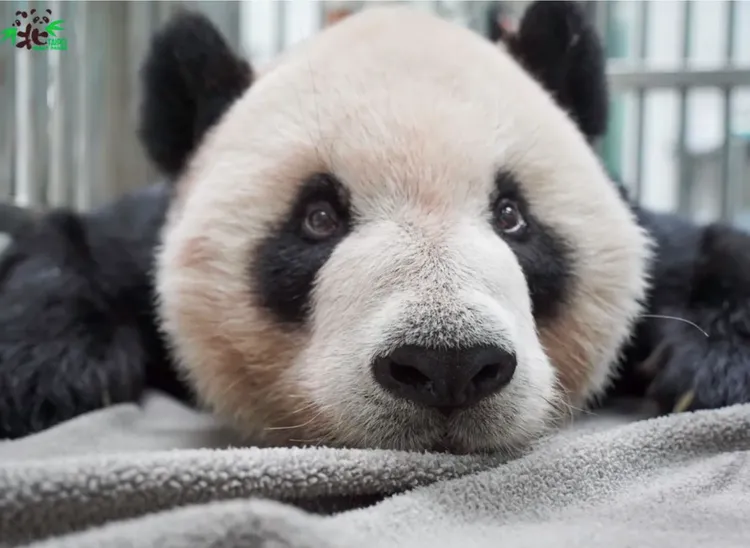 團團享年18歲，相當事人類60幾歲。動物園提供