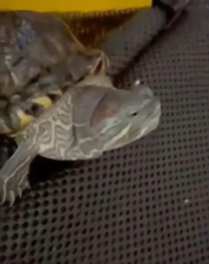 小烏龜 肚子餓 要討吃 吃不著. 咕嚕咕嚕滾下來。FB粉專：《烏龜烏龜爬呀爬》 提供