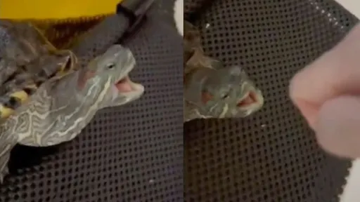 給我記住！他害巴西龜糗「降肉」　網友期待復仇成功