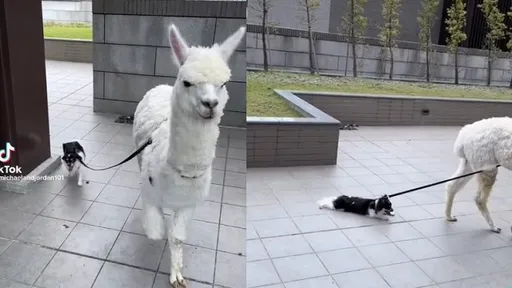 萬能羊駝！竟連遛狗也難不倒　與吉娃娃互動萌翻網友