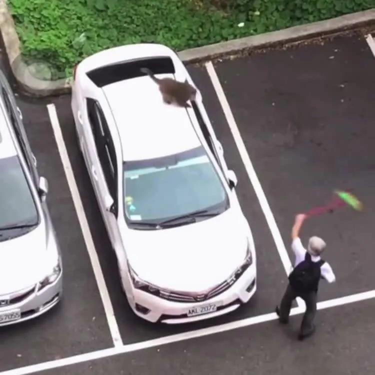 網路流傳中山大學教授大戰獼猴的影片。翻攝自臉書動物梗圖星球