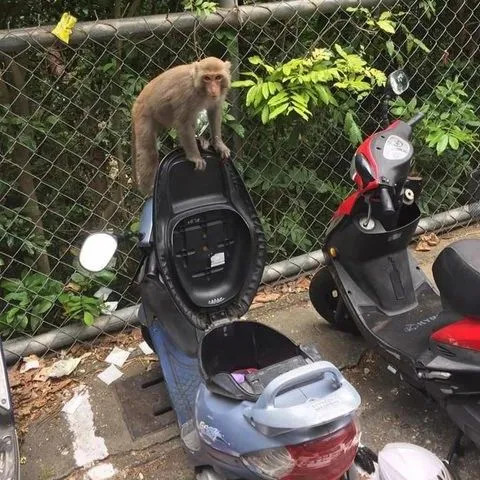 網友貼出猴子打開機車置物箱照。翻攝臉書高雄大小事