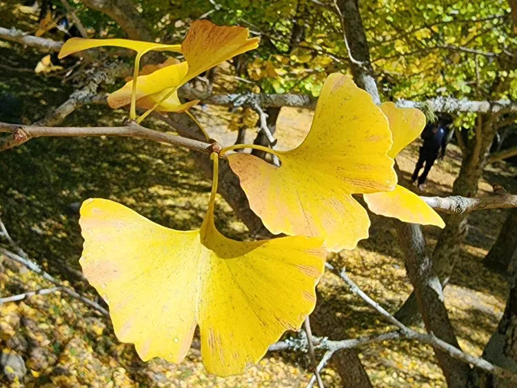 金黃色的銀杏葉就好像是黃金蝴蝶在藍天上飛舞。民眾提供