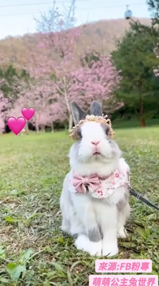 今天穿漂漂來看櫻花。FB粉專：萌萌公主兔世界
