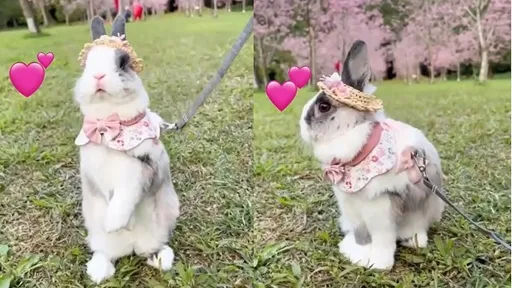 我和櫻花誰比較好看?小兔子賞櫻初體驗 大秀好奇姿態讓你療癒一下