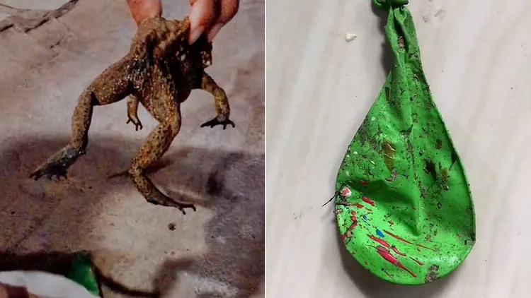 被蟾蜍誤食入肚的綠色氣球。翻攝自wan_malewan TikTok