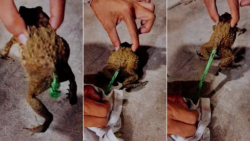 影片｜蟾蜍慘遭「綠色大便」塞肛便秘　善心女救援！驚見人類壞壞險害命