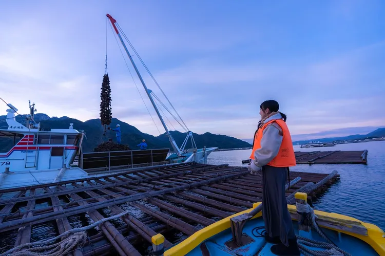 起個大早在無屋頂遮蓋的漁船上，就近參觀蚵棚及體驗拉蚵串。HIT廣島縣觀光聯盟提供