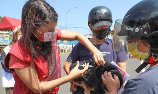 鼓勵飼主幫寵物打狂犬病疫苗　新北有好康！抽獎最高可獲3000元