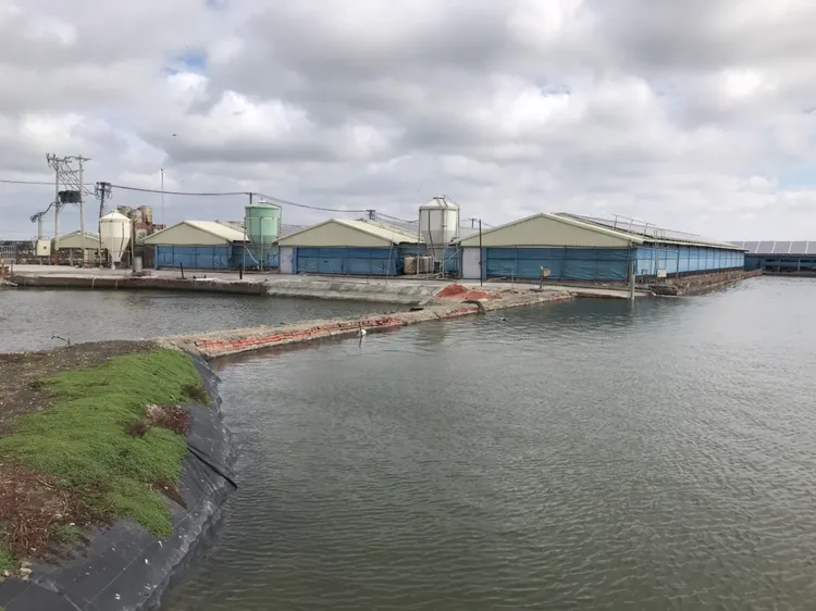 男童跌落住家附近魚塭。民眾提供