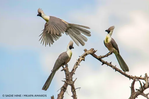 不要拍! 美攝影師巧遇灰蕉鵑慘被鳥噓「走開走開」
