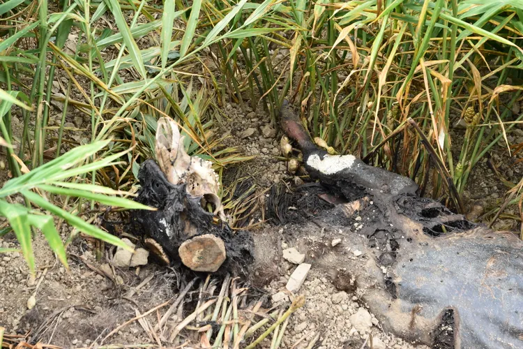 警方到達現場發現是水鹿屍體。民眾提供