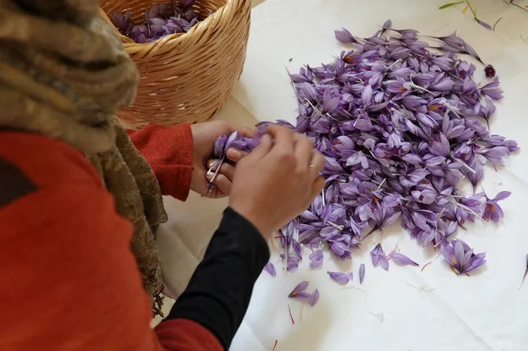 貝卡谷地的農家婦女小心翼翼以手工摘採番紅花的柱頭。路透社