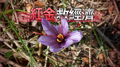 身价媲美黄金!「红金」救经济 2建筑师下田种贵森森的番红花