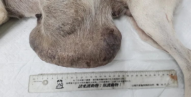 巨瘤小白狗身上腫瘤直徑約有19公分，重達5公斤。台灣動物緊急救援小組提供