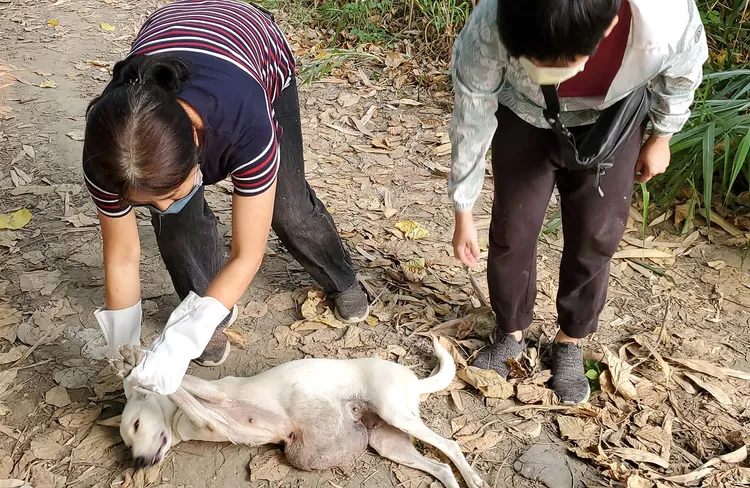 巨瘤小白狗被麻醉針迷昏，得以被送醫。台灣動物緊急救援小組提供