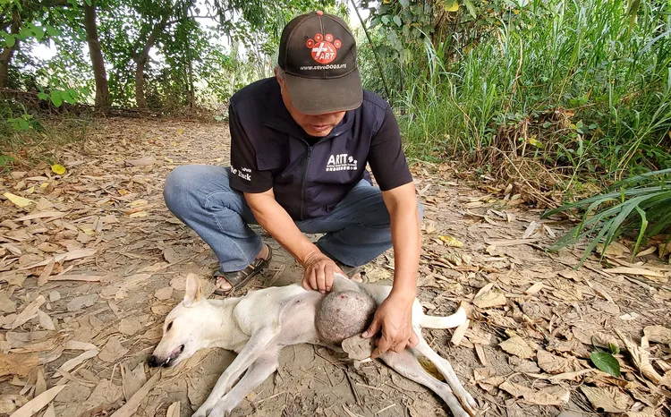 巨瘤小白狗被麻醉針迷昏，得以被送醫。台灣動物緊急救援小組提供