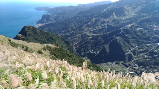 新北赏秋芒景点大公开 来一趟九份山城浪漫行