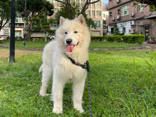 小心愛心被濫用!送養犬貓收費3千 動保處查獲違規、開罰業者10萬