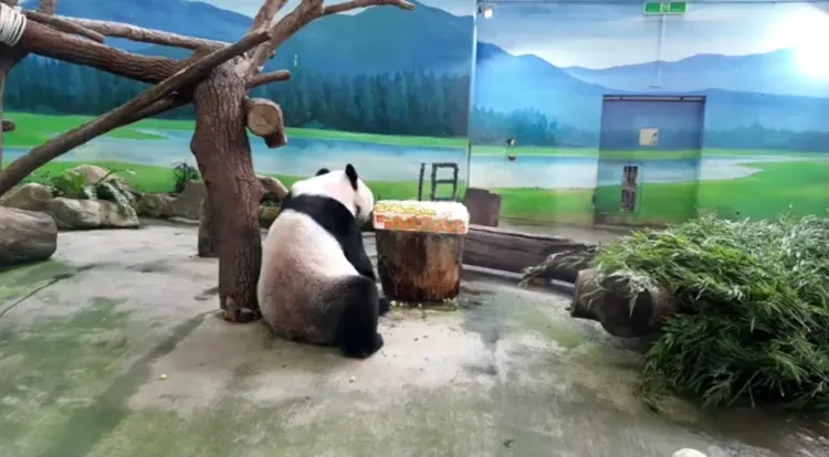 團團今年享用的生日冰蛋糕上鋪滿牠最愛的紅蘿蔔。動物園提供