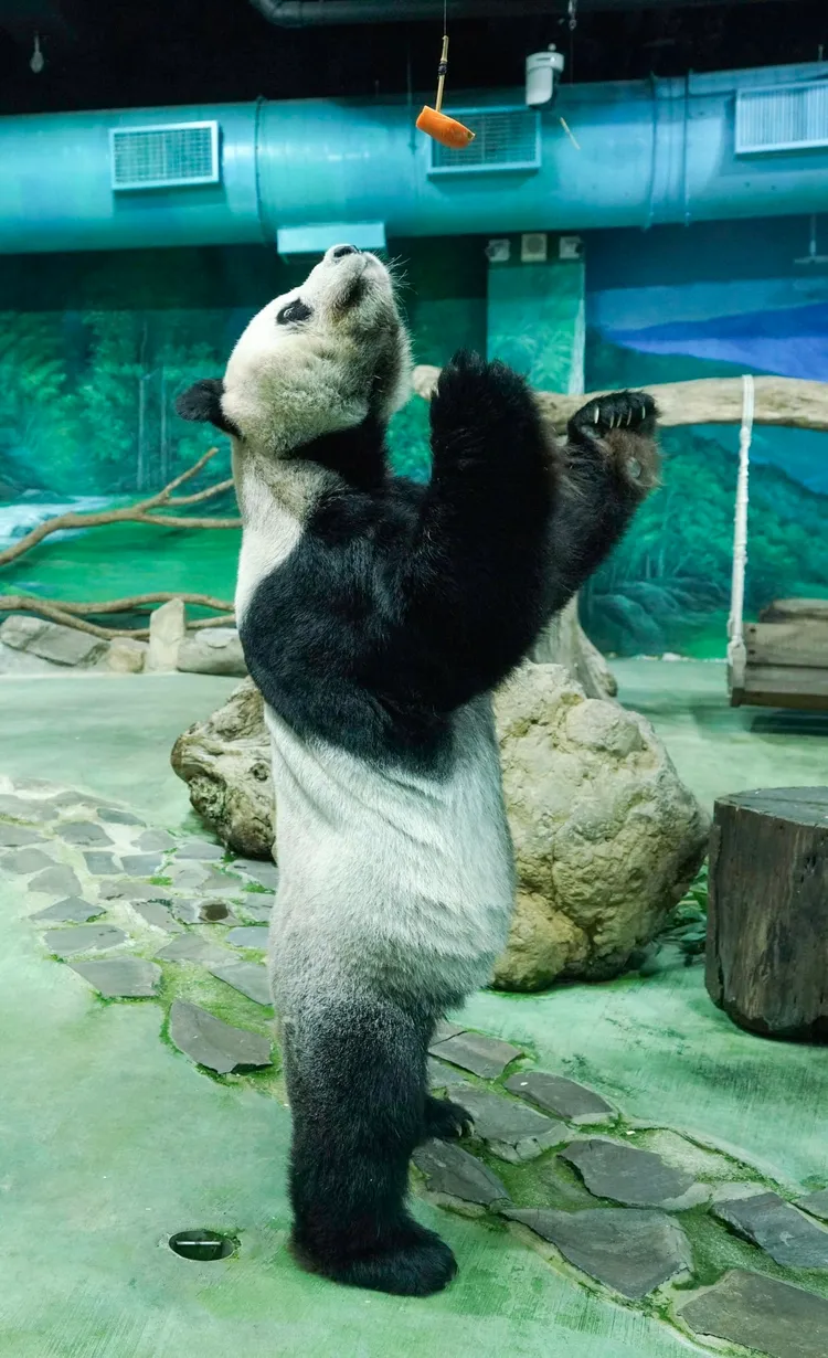 團團生病後身材相當消瘦，體重與9月剛發病相比掉了6公斤。動物園提供