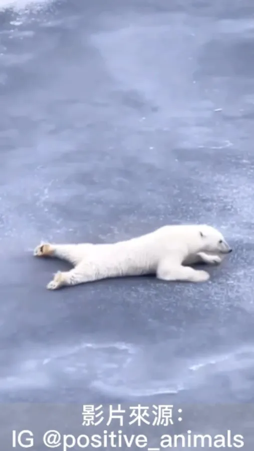 別人的性命是框金又包銀 阮的性命不值錢～『王祥』轉世？！ “臥冰求鯉” 。IG @positive_animals 提供