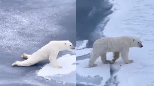 冰河太滑怎麼穿越?北極熊親身示範 網友莞爾:好像很享受