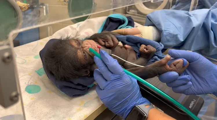 庫奇薩剛出生時呼吸困難，獸醫將他留院觀察2天。路透