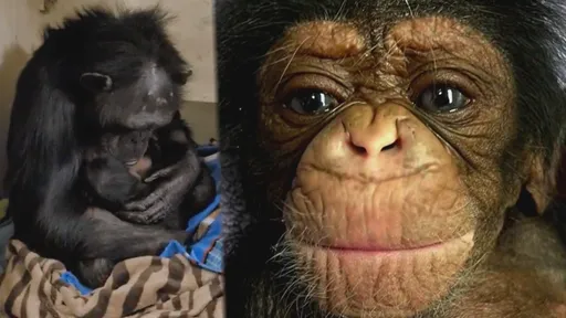 黑猩猩媽難產剖腹無緣見孩子　重逢見一隻小手「認出骨肉」畫面逼哭眾人