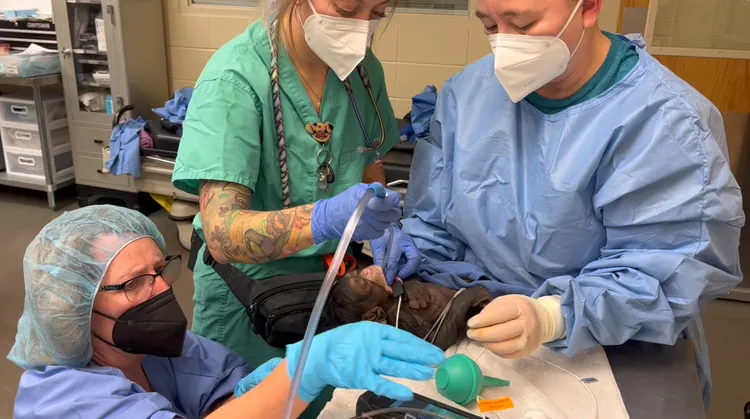 小黑猩猩寶寶剛出生時呼吸困難，緊急救治的獸醫面色凝重。路透