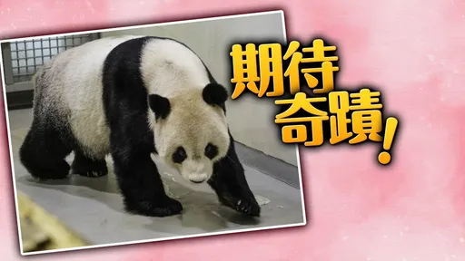 團團最後一哩路待後場是最佳安排 前園長:全民集氣!能吃喝就能等待奇蹟