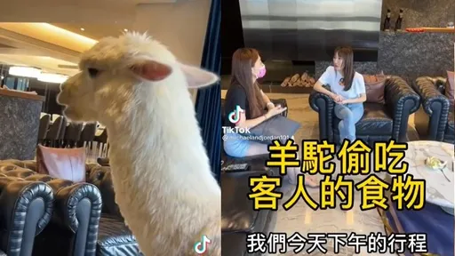 「羊駝界王子」偷吃被抓包　愛耍萌「啾一下」解危機