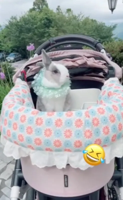 萌萌牌雙天線Rabbit WiFi秀抖一蹶不振了，僅剩1根【一柱擎天】。FB粉專：萌萌公主兔世界 提供