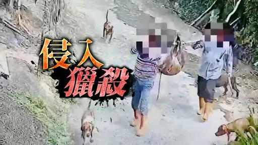 台南豬仔滅門！6人20狗闖民宅處決雙寵還外帶　惡煞罰慘了