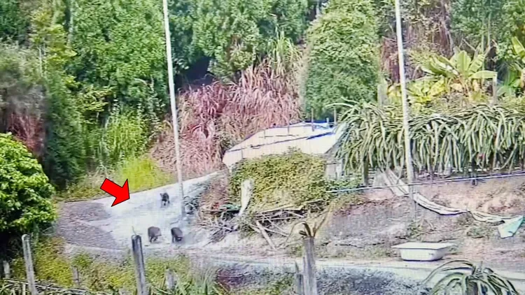 狗群殺到，牠們拔腿奔回豬舍。飼主提供