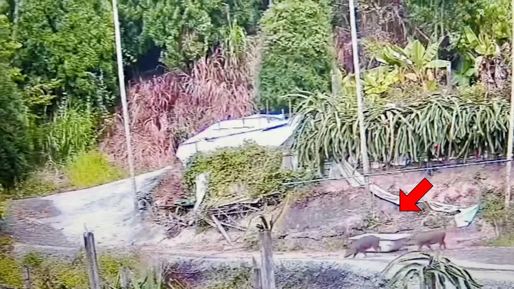 寵物豬「帥哥」、「恰查某」在家園悠閒走動。飼主提供