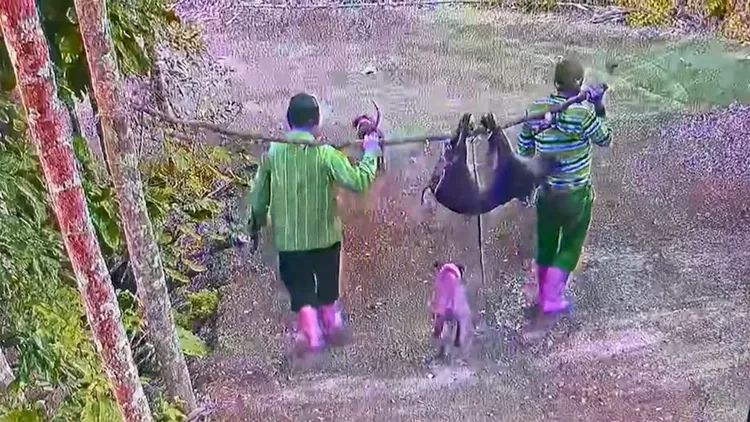 警方查出六人涉案。飼主提供