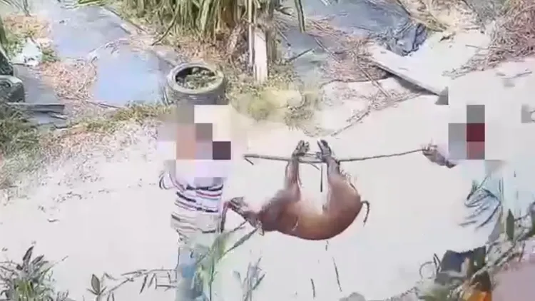 養了半年的寵物，竟被當戰利品殺害運走。飼主提供