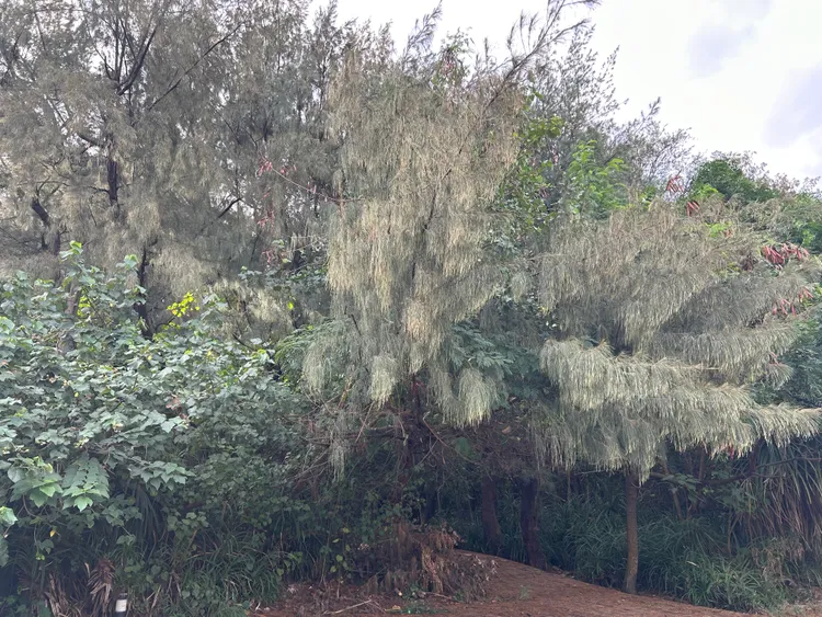 吳男被棄屍防風林內。警方提供