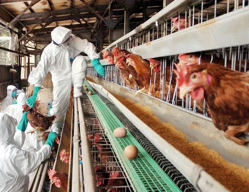 日最大雞蛋產地爆禽流感　撲殺百萬隻雞