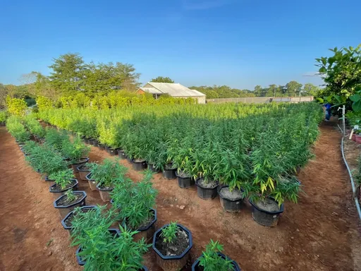 黑幫元老「假搞園藝真種大麻」 警7天查獲史上最大市價12億栽種場