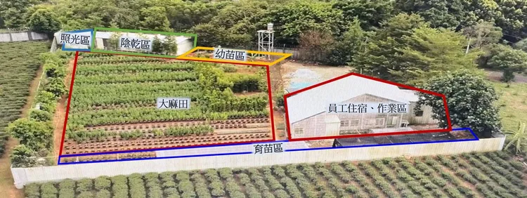 吳男將平時種植園藝植栽的農地，改造成大麻工坊。翻攝畫面