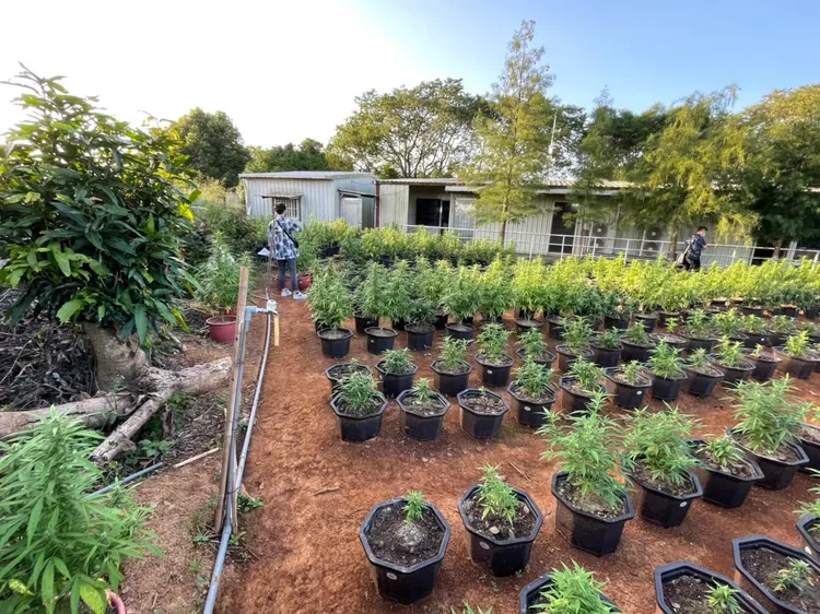 吳男種植大麻數量高達4218株，企圖自產自銷大發橫財。翻攝畫面