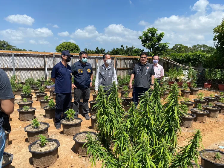 吳男取得大麻種子後上網自學大麻栽種手法，並夥同柯姓小弟協助組裝架設培植設備，另招募6名逃逸移工協助栽種。翻攝畫面