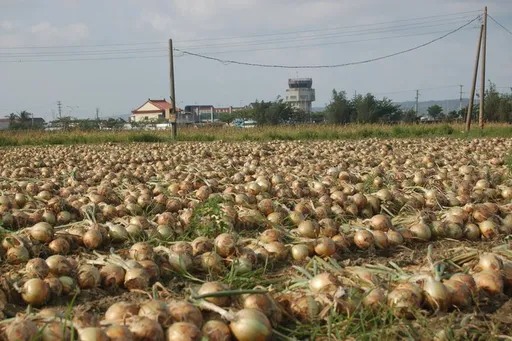 花2小時車程到屏東車城買洋蔥　PO網炫耀被笑！真相讓他哭笑不得