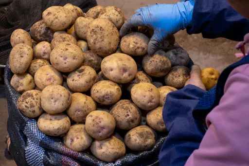 研究：吃馬鈴薯竟然有助減肥　理由是這個